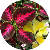 Astragalus Root Extract